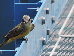 Tyrannus melancholicus