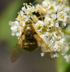 Eulonchus sapphirinus