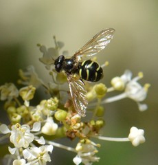 Dasysyrphus