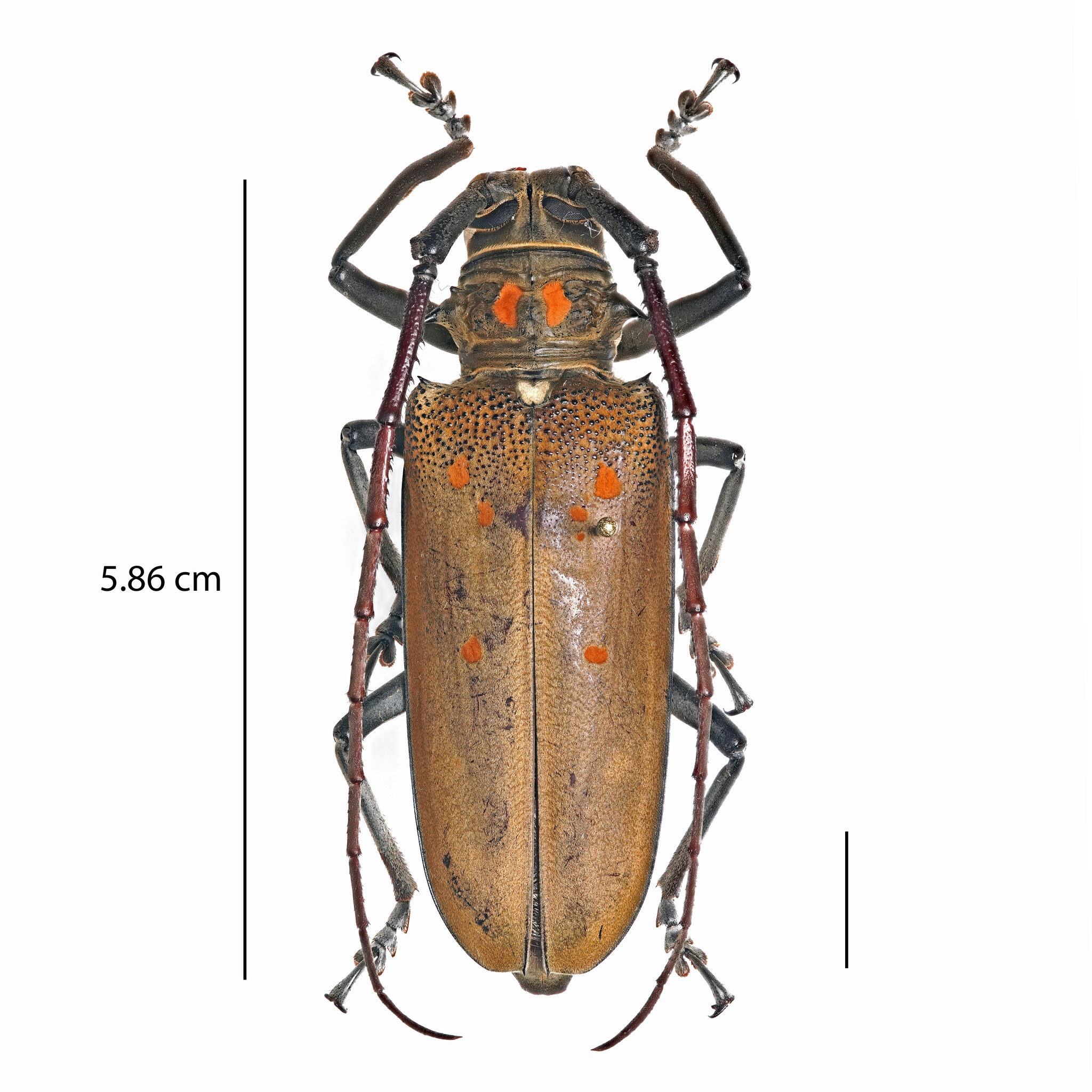 Mango-tree Longicorn Borer (Batocera numitor) · iNaturalist