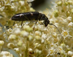 Pseudoxylosteus ornatus