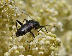 Pseudoxylosteus ornatus