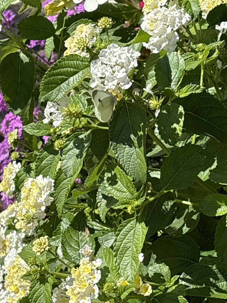 Small white from green bay botanical garden green bay wi us on