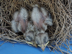 Tyrannus melancholicus