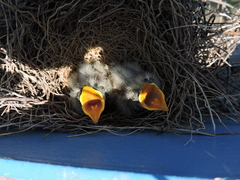 Tyrannus melancholicus