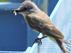 Tyrannus melancholicus