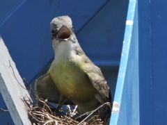 Tyrannus melancholicus