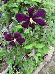 Clematis × jackmanii