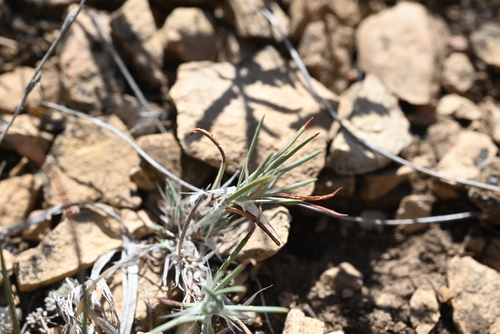 Image of Paronychia jamesii by (c) Anders Hastings, some rights reserved (CC BY)