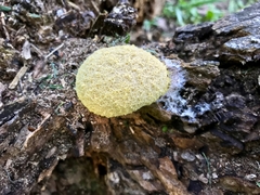 Fuligo septica septica