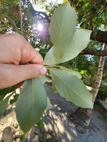 Image of Quercus oleoides by (c) Scott Allen Davis, some rights reserved (CC BY)