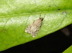 Scoparia ambigualis