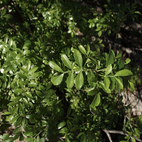 Image of Fraxinus gooddingii by (c) Sue Carnahan, some rights reserved (CC BY)