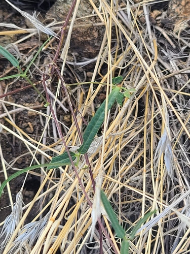 Image of Phaseolus acutifolius by no rights reserved
