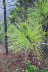 Pinus pseudostrobus