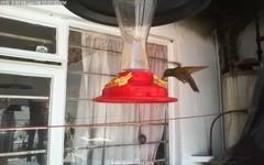 Saucerottia beryllina