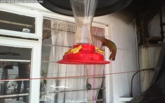 Saucerottia beryllina