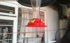 Saucerottia beryllina