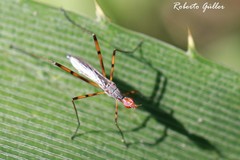 Micropeza stigmatica