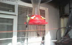 Cynanthus latirostris