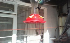 Cynanthus latirostris