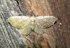 Philereme vetulata