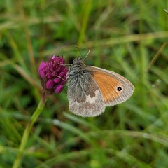 Coenonympha pamphilus