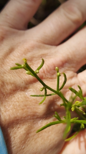 Image of Baccharis angustifolia by (c) Athena Philips, some rights reserved (CC BY)