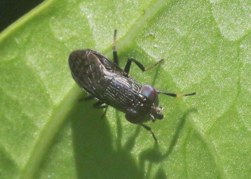 Notogramma cimiciforme observed 2024-08-02