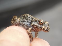 Leptodactylus vastus