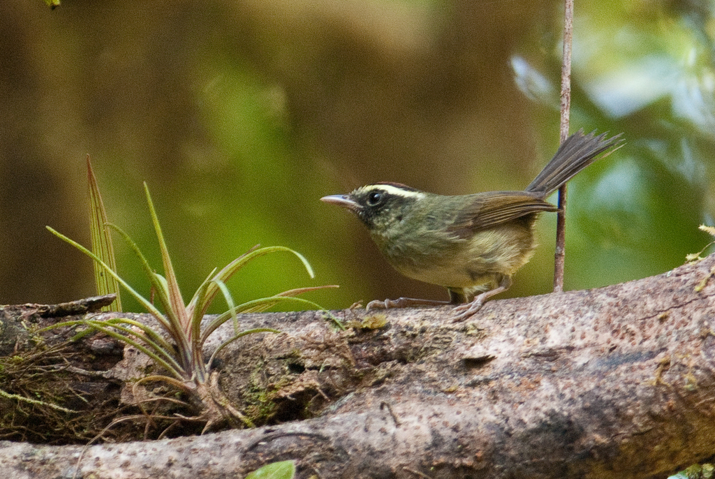 Pirre Warbler (Basileuterus ignotus)