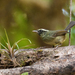 Pirre Warbler - Photo (c) Stephen John Davies, some rights reserved (CC BY-NC), uploaded by Stephen John Davies