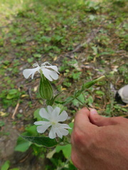 Behenantha