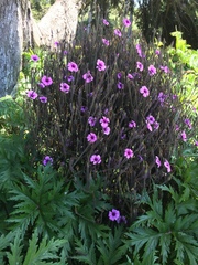 Geranium maderense