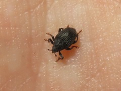 Ceutorhynchus alliariae