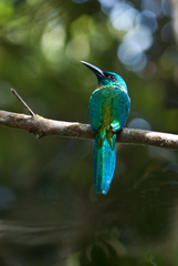 Jacamerops aureus