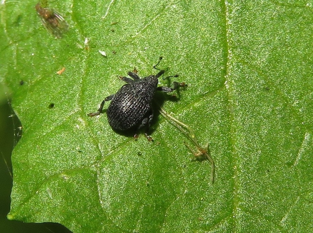 Ceutorhynchus alliariae