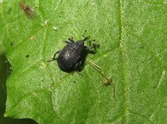 Ceutorhynchus alliariae