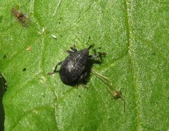 Ceutorhynchus alliariae