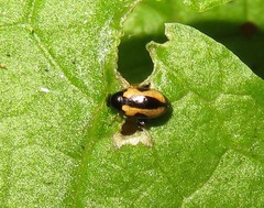 Phyllotreta ochripes