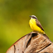 Rusty-margined Flycatcher - Photo (c) Stephen John Davies, some rights reserved (CC BY-NC), uploaded by Stephen John Davies