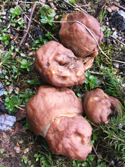 Gyromitra esculenta