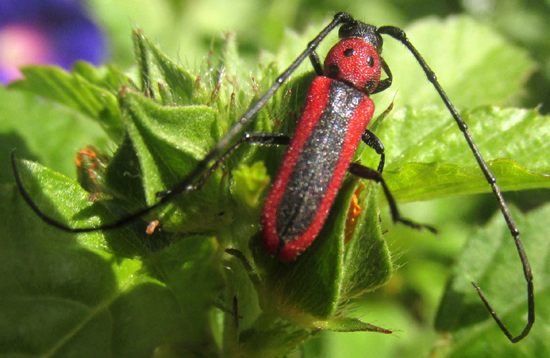 Tylosis suturalis