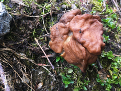Gyromitra esculenta