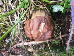Gyromitra esculenta