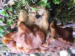 Gyromitra esculenta