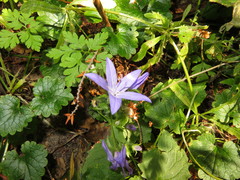 Campanula poscharskyana