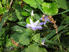 Campanula poscharskyana