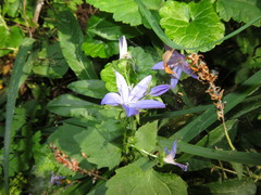 Campanula poscharskyana