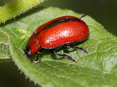 Oreina plagiata